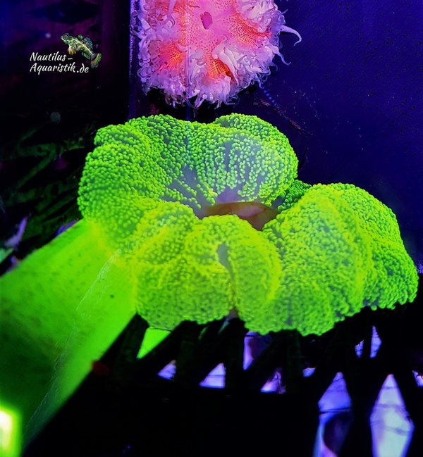 Stichodactyla haddoni Neongrün (S Größe)
