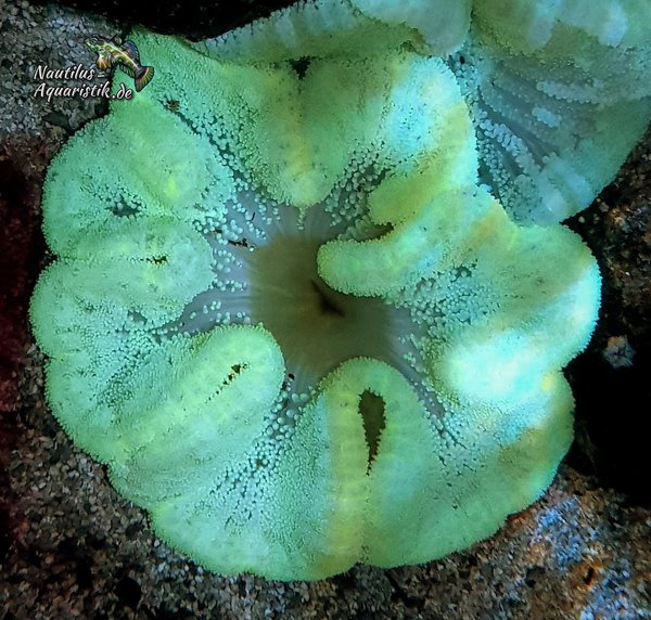 Stichodactyla haddoni neon light color (Durchmesser ca 20-30cm)