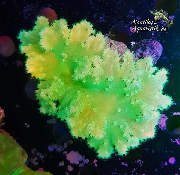 Sinularia sp. Dura L-Size  (Deep Sea green)