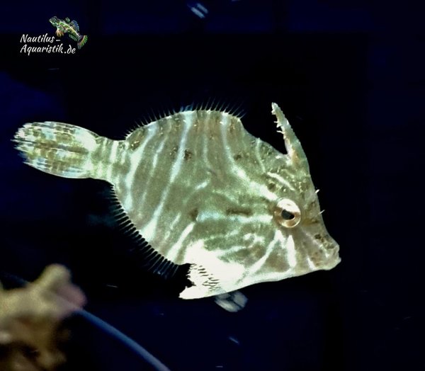 Acreichthys radiatus (3 -5 cm groß)