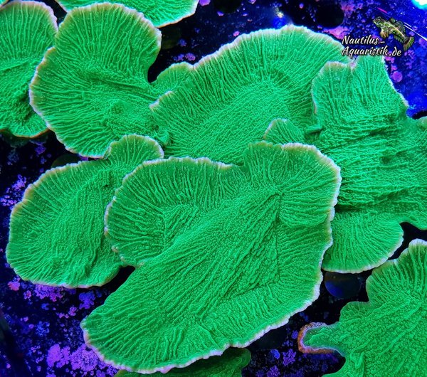 Montipora sp. Neon-Green größe L (Nauti-Frag)